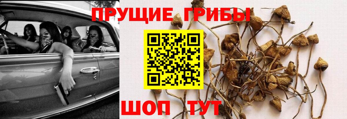 хочу   Псилоцибиновые грибы Cubensis  Вход с VPN  Полевской  Псилоцибиновые грибы MAGIC MUSHROOMS 